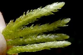 Attēlu rezultāti vaicājumam “Plagiothecium latebricola macro”