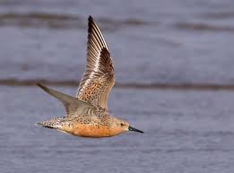 Attēlu rezultāti vaicājumam “Calidris canutus adult”