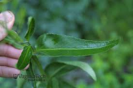 Attēlu rezultāti vaicājumam “Hesperis matronalis leaf”