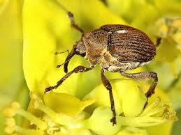 Attēlu rezultāti vaicājumam “Mononychus punctumalbum”