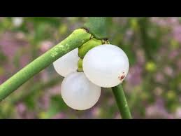 Attēlu rezultāti vaicājumam “Viscum album fruit”