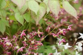 Attēlu rezultāti vaicājumam “Epimedium alpinum  flower”