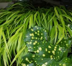 Attēlu rezultāti vaicājumam “Ligularia sibirica leaf”