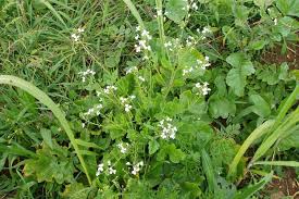 Attēlu rezultāti vaicājumam “Raphanus raphanistrum flower”