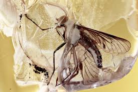 Attēlu rezultāti vaicājumam “Rhagionidae”