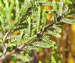 Attēlu rezultāti vaicājumam “Calluna vulgaris leaf”