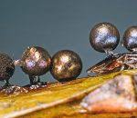 Attēlu rezultāti vaicājumam “Lamproderma pseudomaculatum”