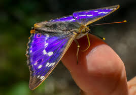 Attēlu rezultāti vaicājumam “Euura acutifoliae”