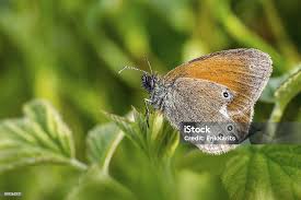 Attēlu rezultāti vaicājumam “Coenonympha pamphilus”