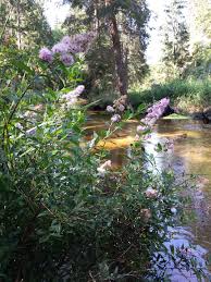 Attēlu rezultāti vaicājumam “Spiraea salicifolia”