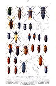 Attēlu rezultāti vaicājumam “Tetratoma ancora”