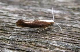 Attēlu rezultāti vaicājumam “Argyresthia albistria”