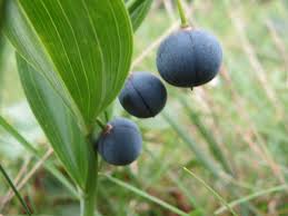 Attēlu rezultāti vaicājumam “Polygonatum odoratum fruit”