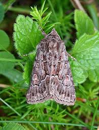 Attēlu rezultāti vaicājumam “Thalpophila matura”