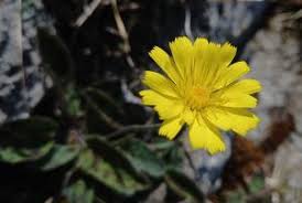 Attēlu rezultāti vaicājumam “Hypochaeris maculata flower”
