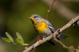 Image result for Parula americana