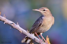 Image result for Cercotrichas galactotes