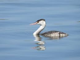 Attēlu rezultāti vaicājumam “Podiceps cristatus adult”