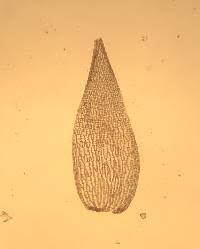 Attēlu rezultāti vaicājumam “Sphagnum fuscum”