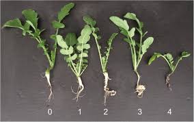 Attēlu rezultāti vaicājumam “Raphanus sativus”