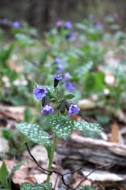Attēlu rezultāti vaicājumam “Pulmonaria angustifolia fruit”