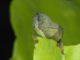 Attēlu rezultāti vaicājumam “Attelabus nitens”
