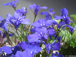 Image result for Männertreu