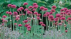 Attēlu rezultāti vaicājumam “Armeria vulgaris leaf”