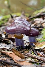 Attēlu rezultāti vaicājumam “Cortinarius praestans”
