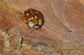 Attēlu rezultāti vaicājumam “Myzia oblongoguttata”