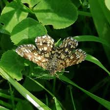 Attēlu rezultāti vaicājumam “Chiasmia clathrata”