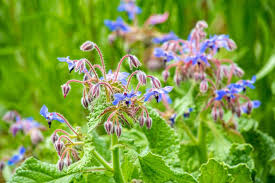 Attēlu rezultāti vaicājumam “Borago officinalis leaf”