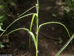 Attēlu rezultāti vaicājumam “Luzula luzuloides”