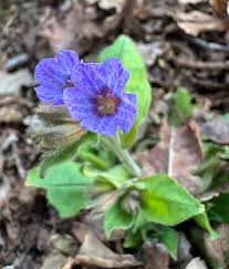 Attēlu rezultāti vaicājumam “Pulmonaria obscura leaf”
