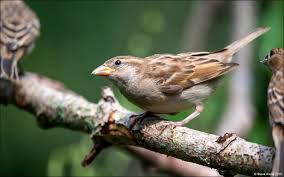 Attēlu rezultāti vaicājumam “Passer domesticus juvenile”