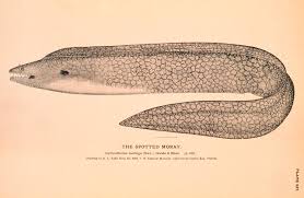 Image result for Gymnothorax moringa