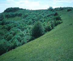 Attēlu rezultāti vaicājumam “Clossiana euphrosyne upperside”