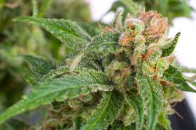 Attēlu rezultāti vaicājumam “Cannabaceae”