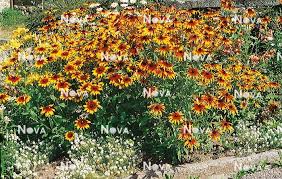Attēlu rezultāti vaicājumam “Rudbeckia hirta var. pulcherrima flower”