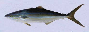 Image result for Elagatis bipinnulata