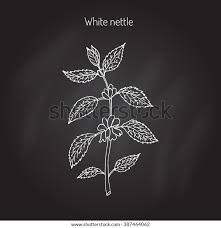 Attēlu rezultāti vaicājumam “Lamium album leaf”