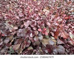 Attēlu rezultāti vaicājumam “Phedimus spurius leaf”