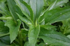 Attēlu rezultāti vaicājumam “Echinacea purpurea leaf”