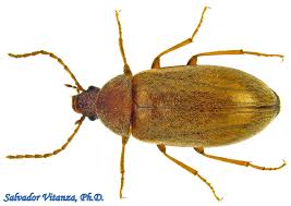 Attēlu rezultāti vaicājumam “Byturus tomentosus”