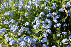 Image result for Vergissmeinnicht