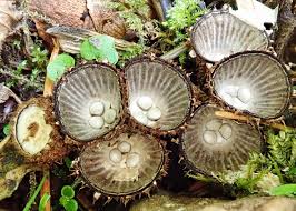 Attēlu rezultāti vaicājumam “Cyathus striatus”