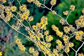 Attēlu rezultāti vaicājumam “Hamamelis virginiana flower”