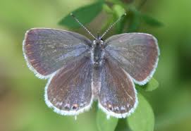 Attēlu rezultāti vaicājumam “Everes argiades female”