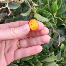 Attēlu rezultāti vaicājumam “Salix triandra fruit”