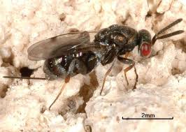 Attēlu rezultāti vaicājumam “Torymidae”